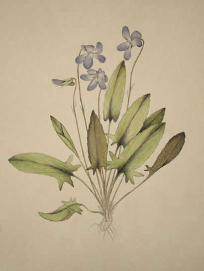 Viola_01